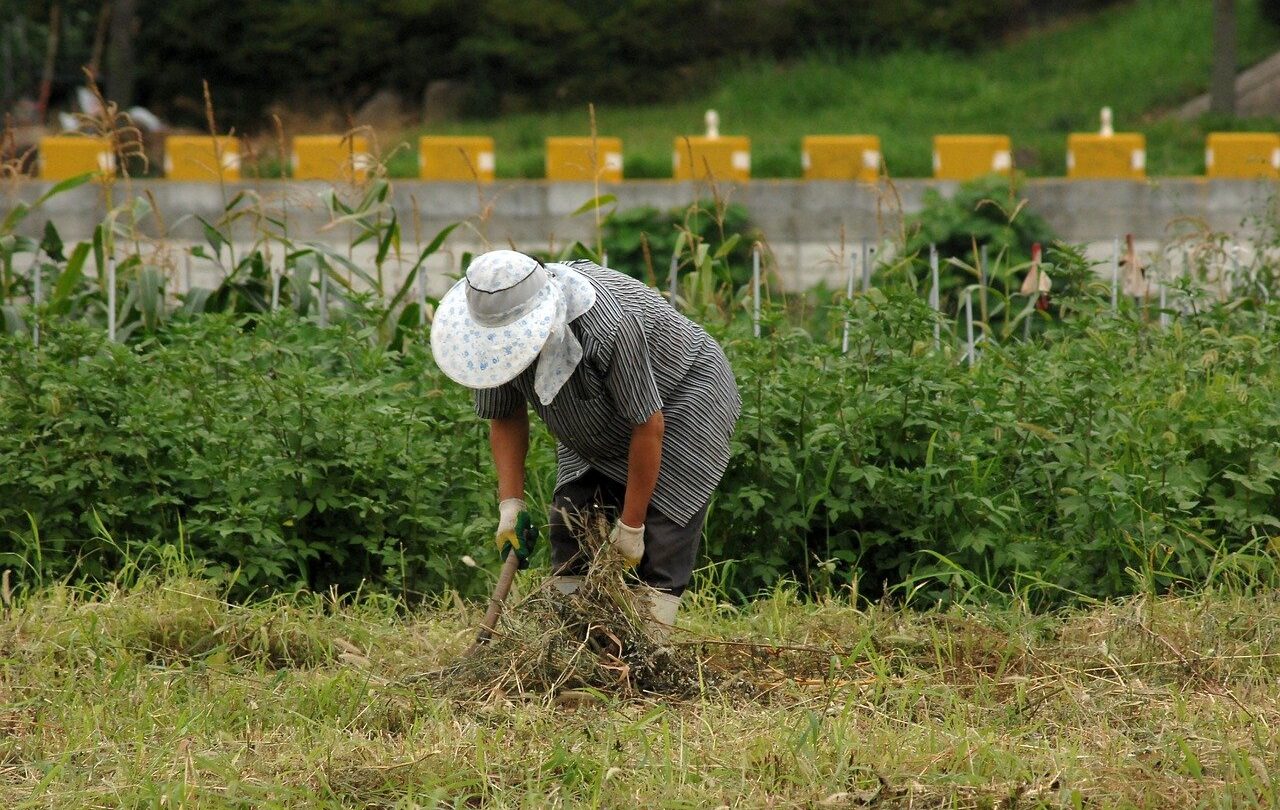 coachella-california-aumenta-el-salario-de-los-trabajadores-esenciales | México Ahora