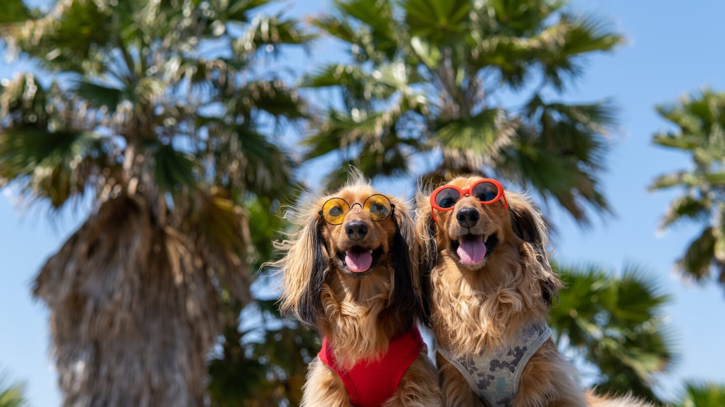 como afecta el eclipse solar a tus mascotas medidas de precaucion para proteger a tus animales de compania Cómo afecta el eclipse solar a tus mascotas Medidas de precaución para proteger a tus animales de compañía |