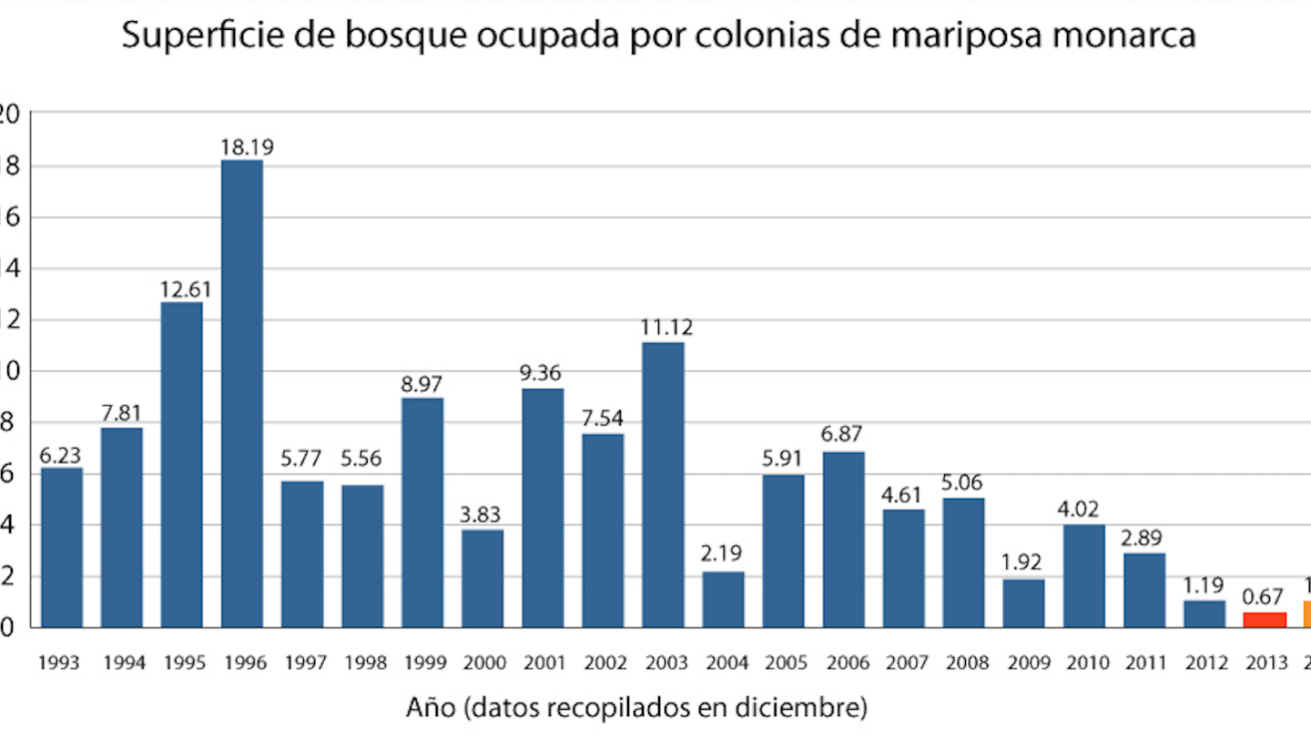 disminucion de poblacion de mariposas monarca en mexico por la tala ilegal Disminución de población de mariposas monarca en México por la tala ilegal |