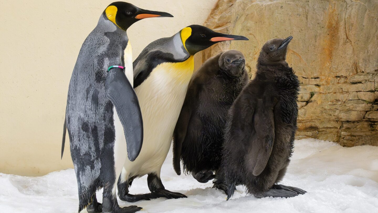 nacimiento historico en el zoologico de viena dos pinguinos rey en menos de dos semanas Nacimiento histórico en el zoológico de Viena dos pingüinos rey en menos de dos semanas |