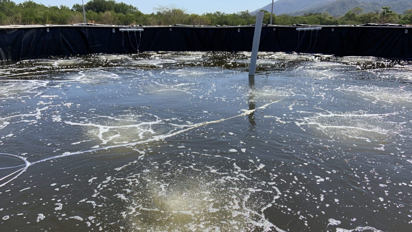 universitarios implementan tecnologia acuicola para beneficio de productores de tilapia Universitarios implementan tecnología acuícola para beneficio de productores de tilapia |