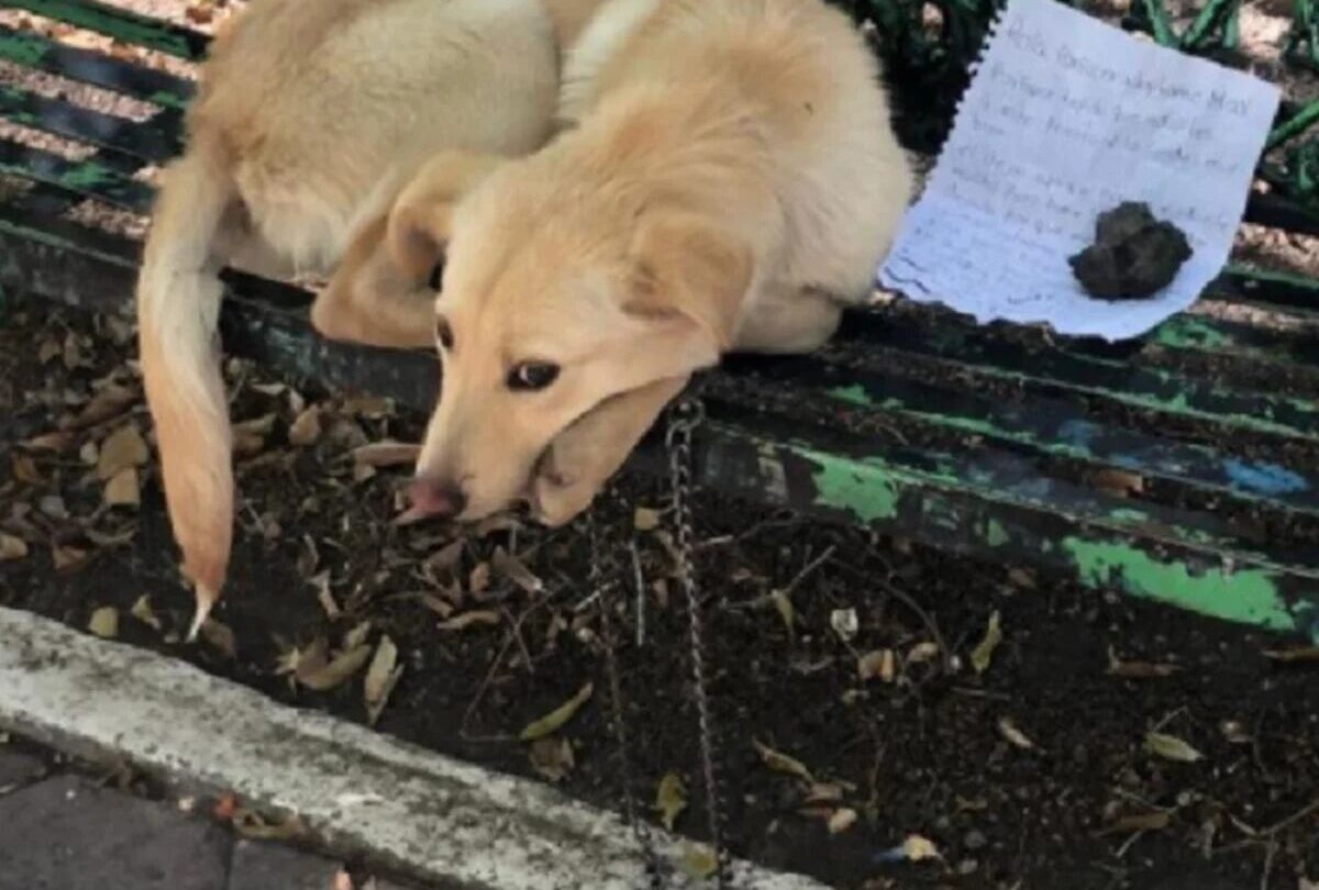 vecinos reportan una supuesta secta que usa pieles en neza Vecinos reportan una supuesta secta que usa pieles en Neza |