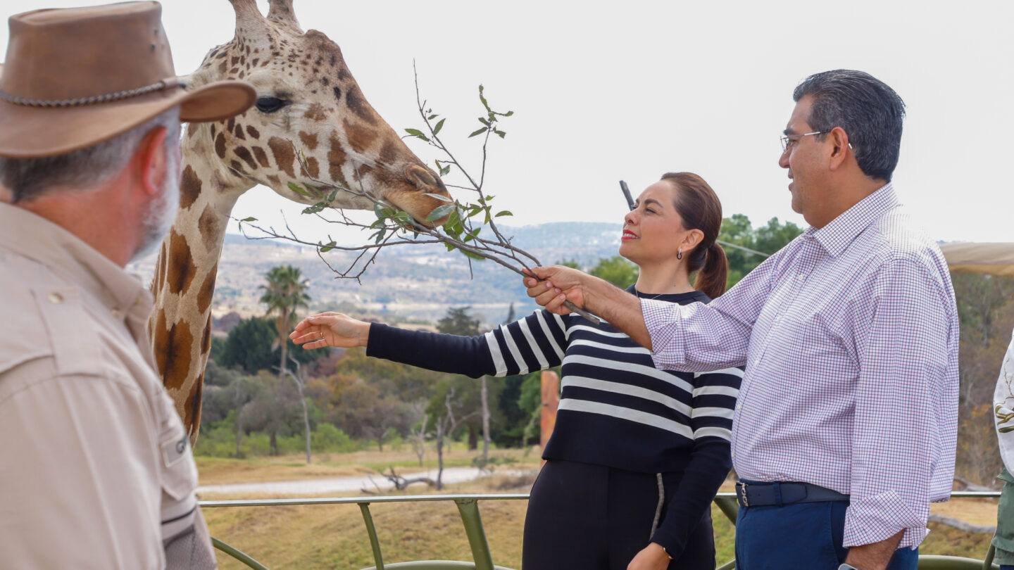 GOB SS CP BIENVENIDA A JIRAFA BENITO 230124 17 | México Ahora Puebla da bienvenida a Jirafa Benito Gobierno Estatal respalda causas animalistas destaca Sergio Salomón