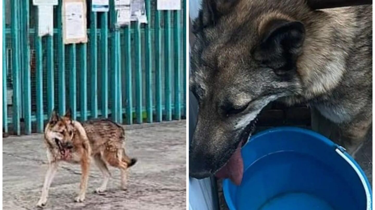 El Lobo rescatado | México Ahora El Lobo rescatado en realidad era una perro lobo