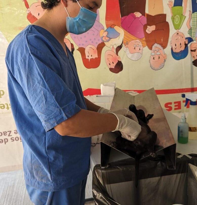 jornada permanente de esterilizacion canina y felina llega a cinco municipios de zacatecas Jornada Permanente de Esterilización Canina y Felina llega a cinco municipios de Zacatecas |