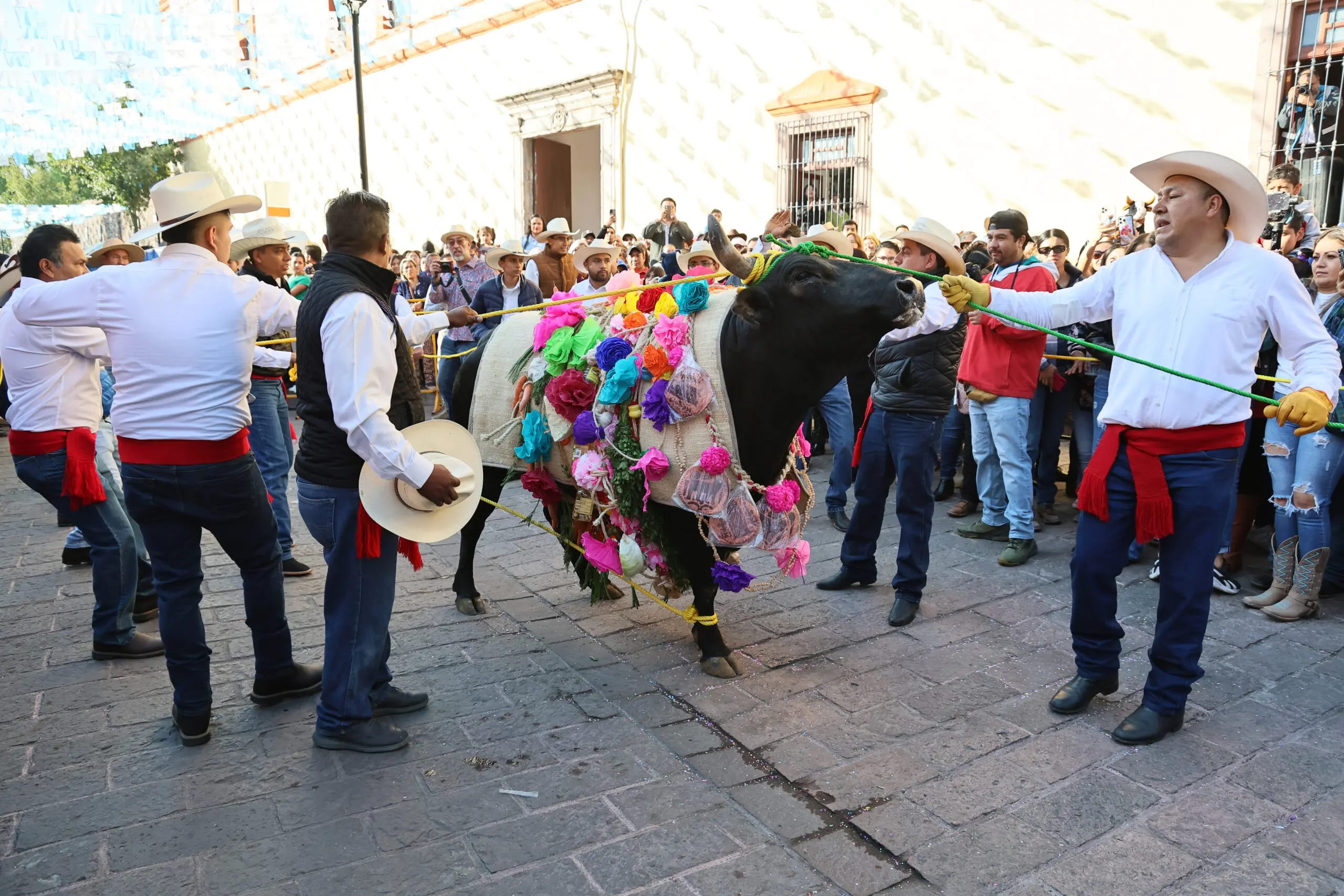 realizan-tradicional-paseo-del-buey-en-el-pueblito | México Ahora Realizan tradicional Paseo del Buey en El Pueblito Noticias de