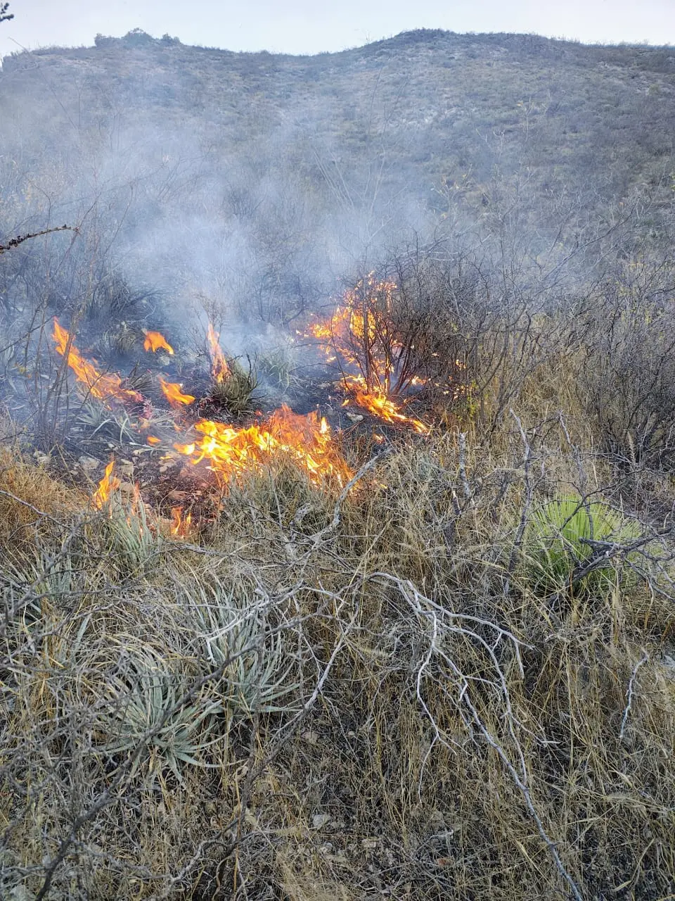fueron-25-hectareas-de-pastizal-las-consumidas-por-el-fuego-en-toliman | México Ahora Fueron 25 hectáreas de pastizal las consumidas por el fuego en