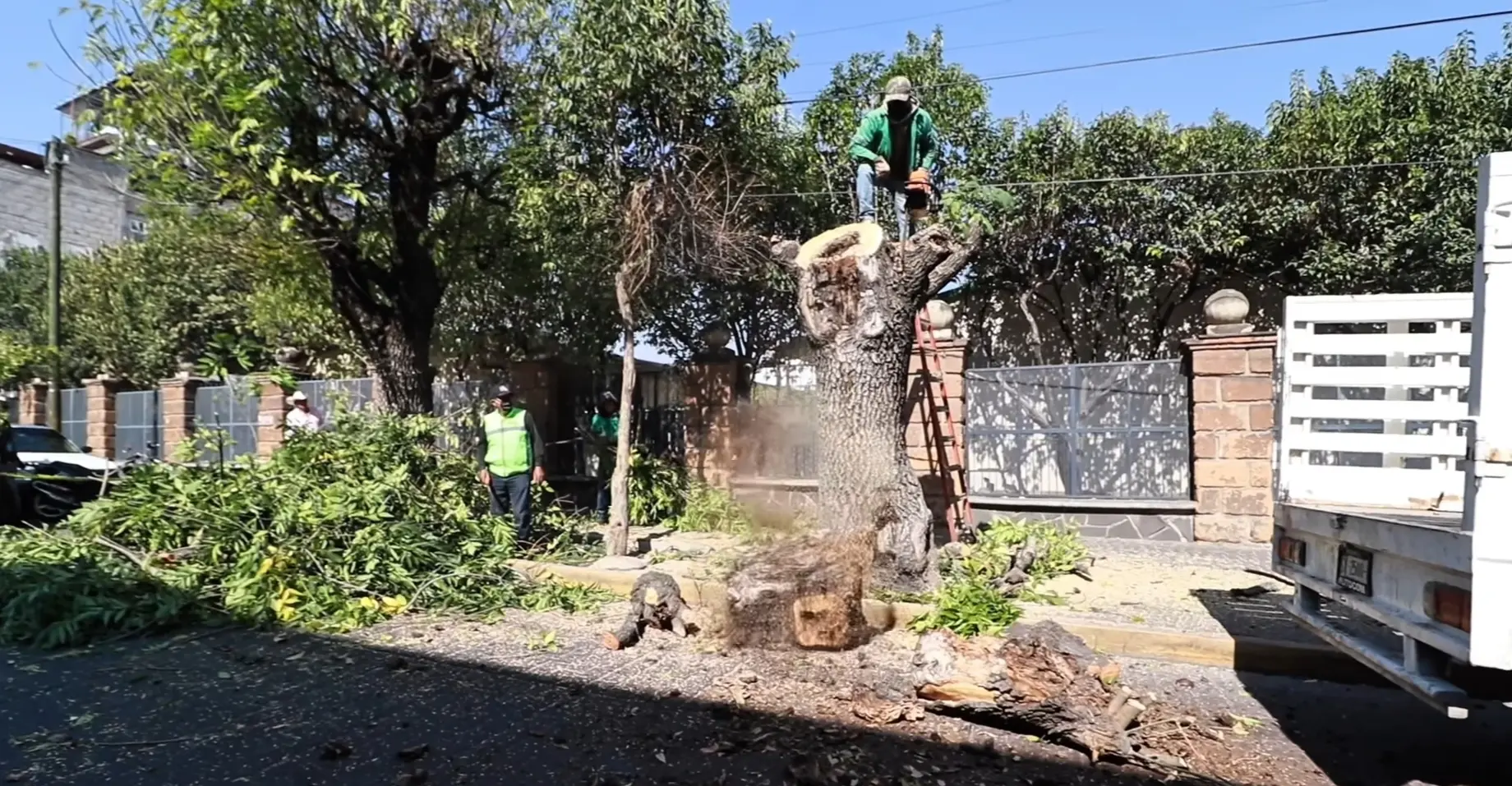 han-retirado-cinco-arboles-enfermos | México Ahora Han retirado cinco árboles enfermos Noticias de Querétaro