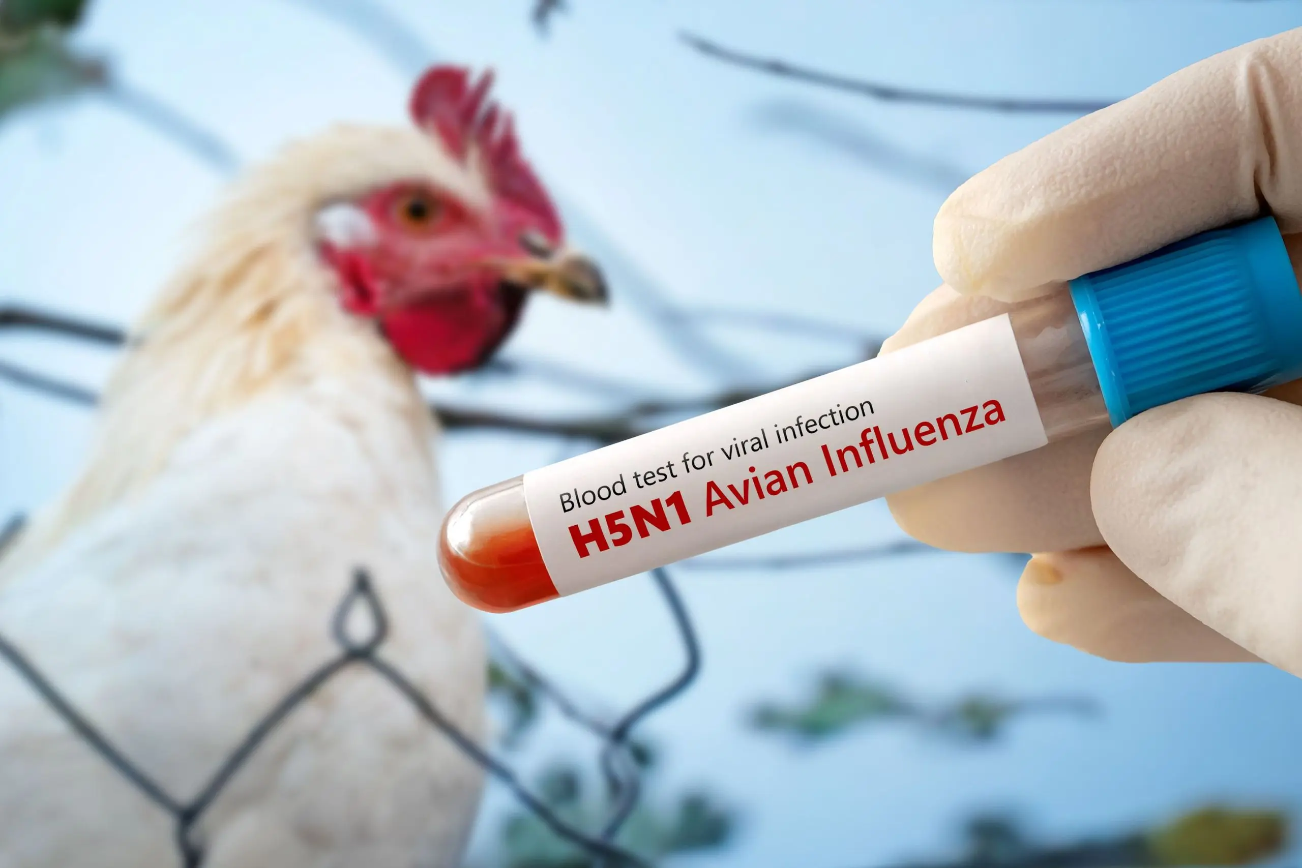 primer-caso-humano-de-influenza-aviar-h5n1-en-mexico | México Ahora México registra su primer caso humano de gripe aviar H5N1 | WIRED