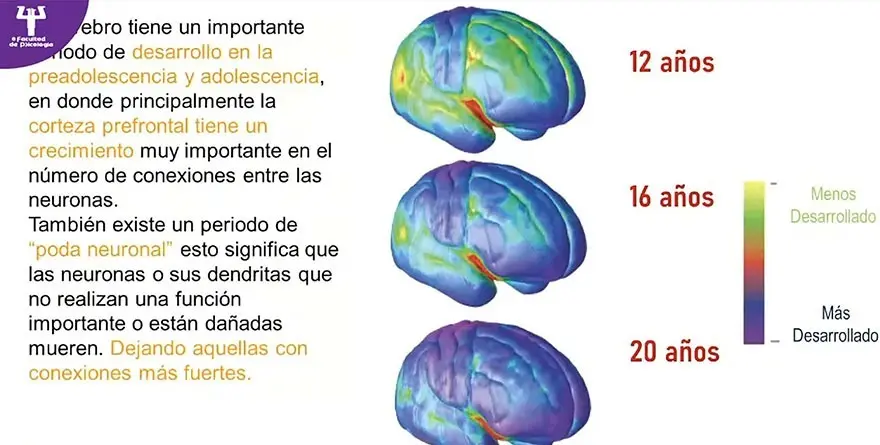 analizaron-impacto-del-sobrepeso-en-el-cerebro-infantil | México Ahora SOBREPESO Y OBESIDAD IMPACTAN EL CEREBRO INFANTIL El Regional