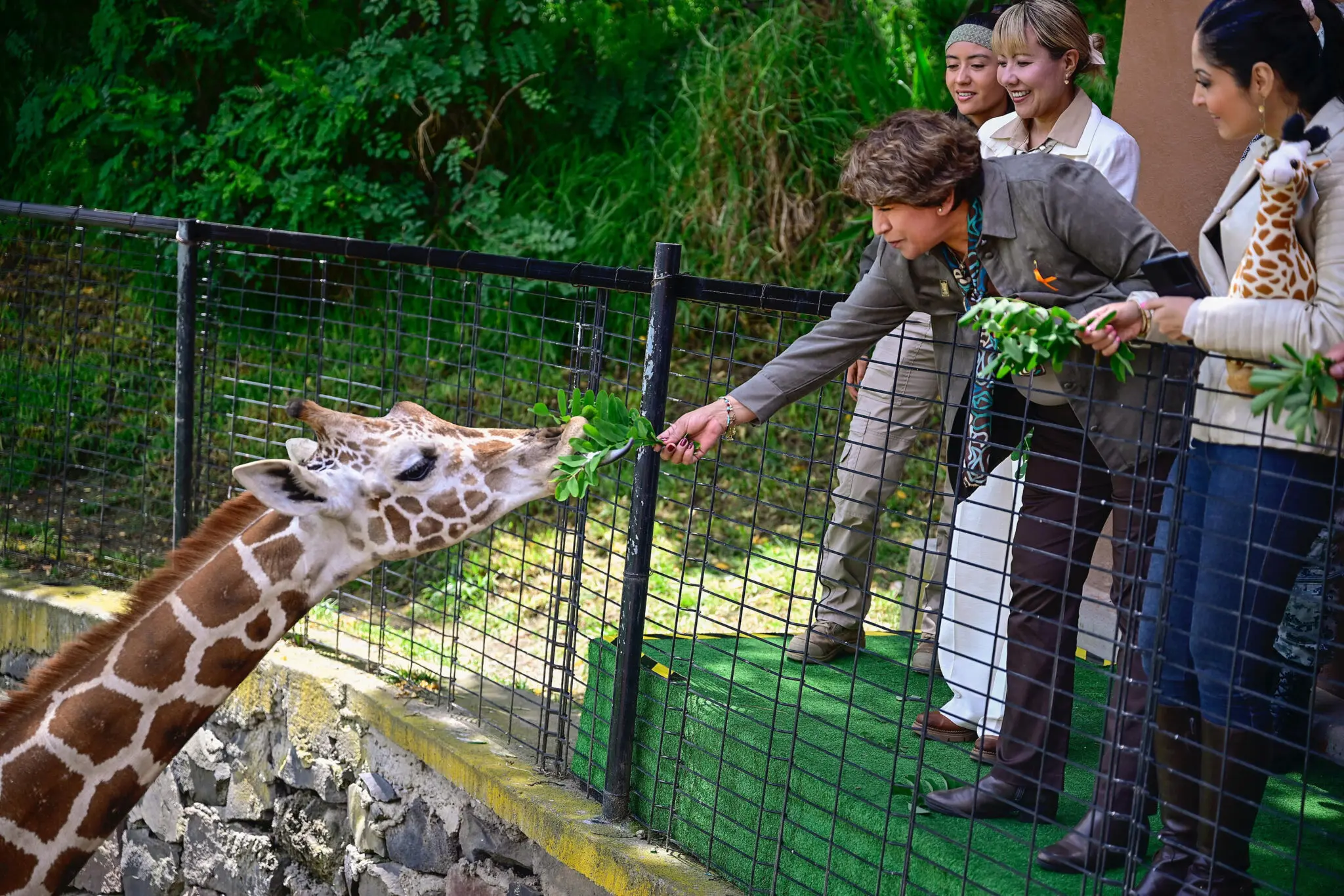 presentaron-a-nueva-jirafa-cosmo-en-zoologico-de-zacango | México Ahora Presentaron a nueva jirafa Cosmo en zoológico de Zacango Primero