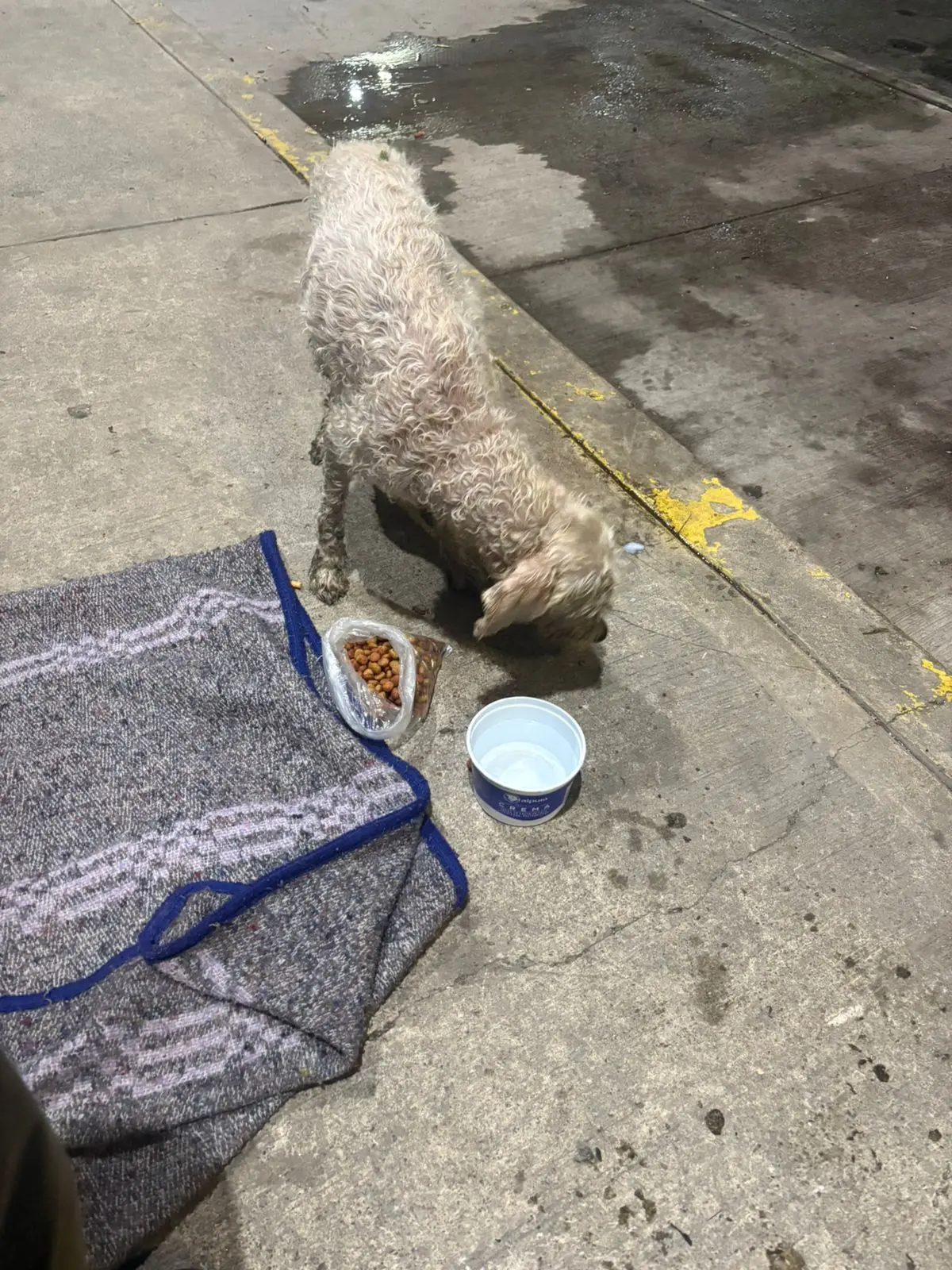 WhatsApp Image 2025 09 30 at 203541 Sofocaron incendio de auto y rescataron a perrito en Ecatepec |