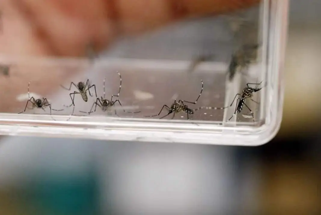 bajo dengue en 92 en edomex Bajó dengue en 92 en Edomex | Logra Gobierno del EdoMéx disminución de 92 en casos de dengue