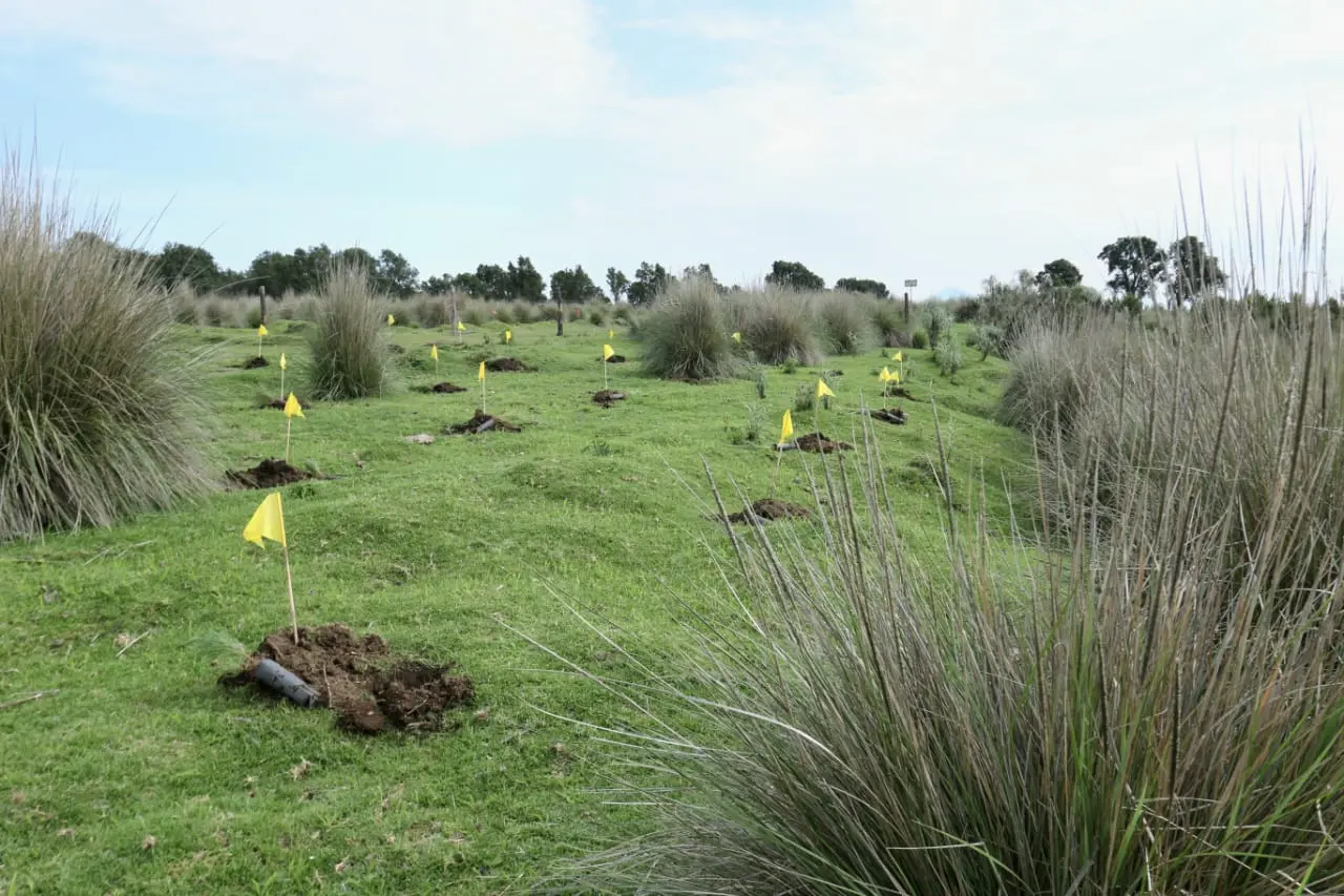 plantaron 112 mil arboles en toluca Plantaron 112 mil árboles en Toluca | Plantaron 112 mil árboles en Toluca Primero Editores