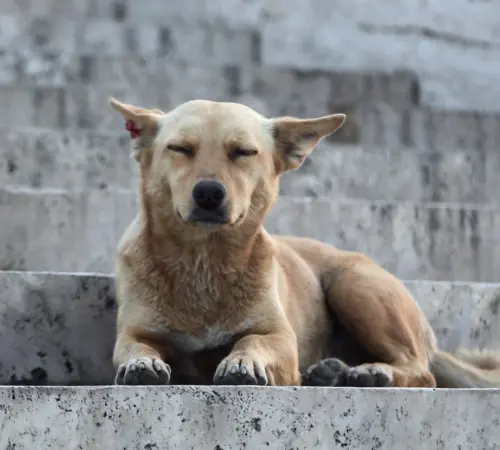 pexels-dogs-devotion-452612438-33291174 | México Ahora perro Caramelo