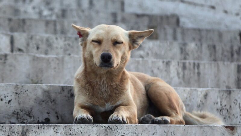 pexels-dogs-devotion-452612438-33291174 | México Ahora perro Caramelo