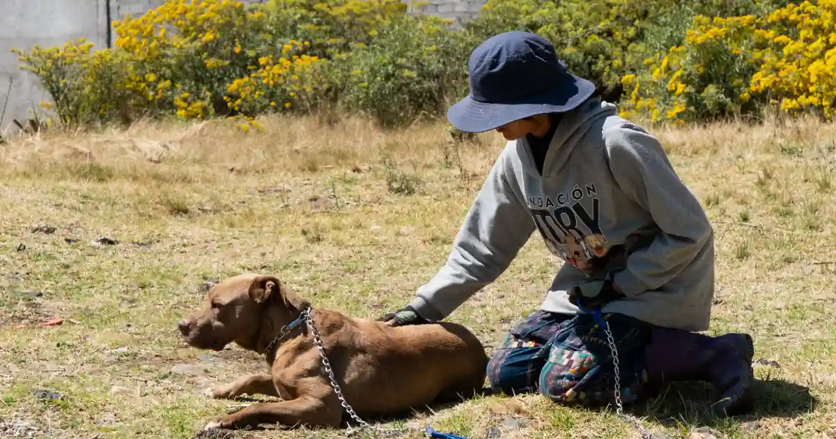 El perrito caramelo y la urgencia de un hogar digno en México | México Ahora El desafío actual del perrito caramelo de símbolo callejero a miembro del hogar