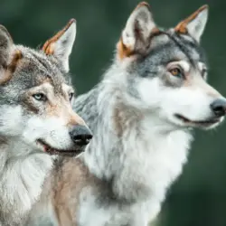 Además de ser compañeros de vida hoy los perros desempeñan funciones esenciales en labores de rescate asistencia seguridad y apoyo terapéutico Del lobo al mejor amigo del hombre la increíble historia de cómo nacieron los perros | Del lobo al mejor amigo del hombre la increíble historia de cómo nacieron los perros