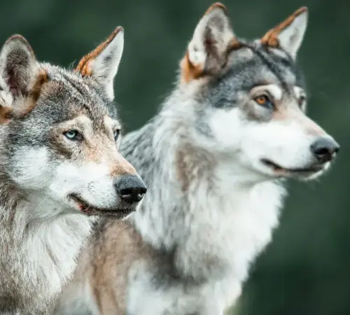 Además de ser compañeros de vida hoy los perros desempeñan funciones esenciales en labores de rescate asistencia seguridad y apoyo terapéutico Del lobo al mejor amigo del hombre la increíble historia de cómo nacieron los perros | Del lobo al mejor amigo del hombre la increíble historia de cómo nacieron los perros