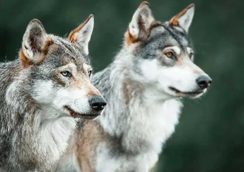 Además de ser compañeros de vida hoy los perros desempeñan funciones esenciales en labores de rescate asistencia seguridad y apoyo terapéutico Del lobo al mejor amigo del hombre la increíble historia de cómo nacieron los perros | Del lobo al mejor amigo del hombre la increíble historia de cómo nacieron los perros