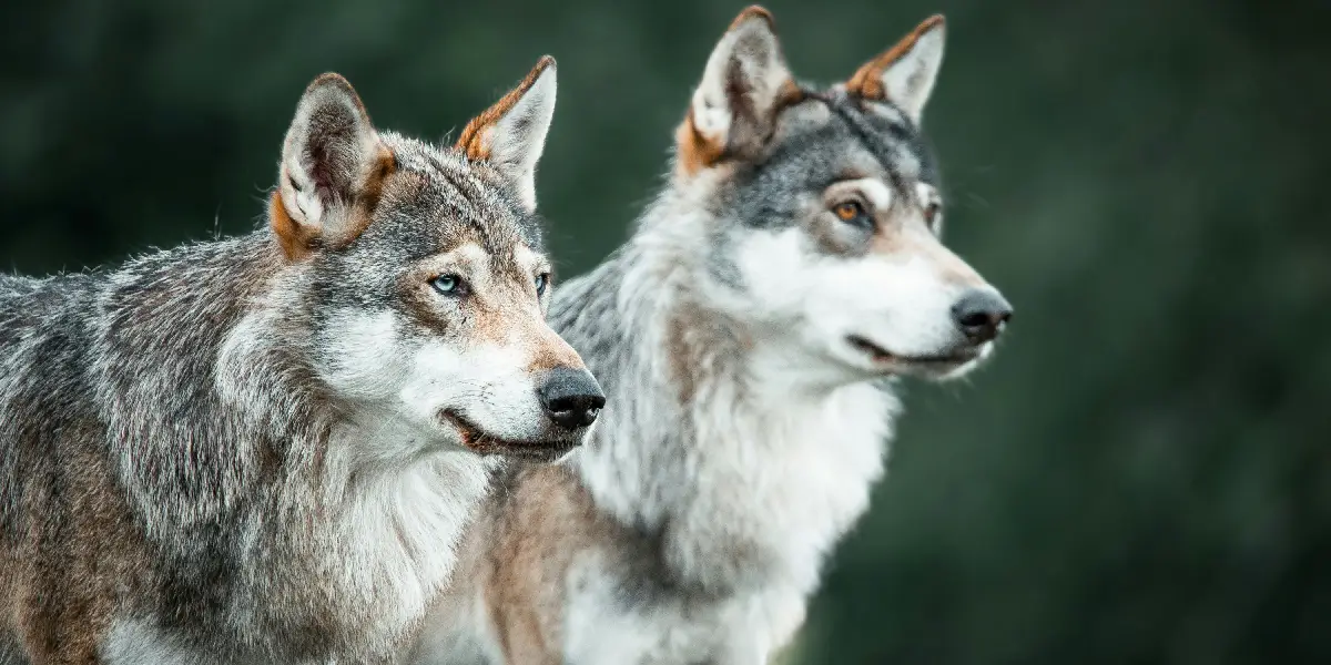 Además de ser compañeros de vida hoy los perros desempeñan funciones esenciales en labores de rescate asistencia seguridad y apoyo terapéutico Del lobo al mejor amigo del hombre la increíble historia de cómo nacieron los perros | Del lobo al mejor amigo del hombre la increíble historia de cómo nacieron los perros