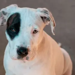 pexelsaj2113251465 Por qué celebramos a los perros cada 21 de julio Aquí te lo explicamos | Día Mundial del Perro