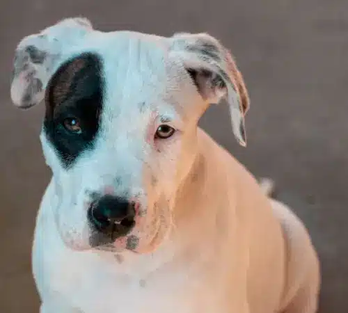 pexelsaj2113251465 Por qué celebramos a los perros cada 21 de julio Aquí te lo explicamos | Día Mundial del Perro