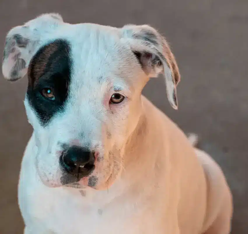 pexelsaj2113251465 Por qué celebramos a los perros cada 21 de julio Aquí te lo explicamos | Día Mundial del Perro