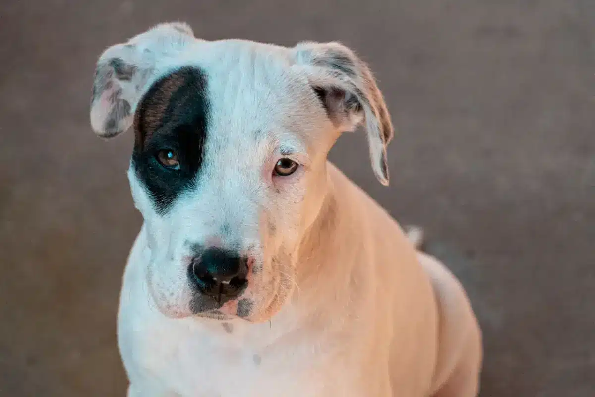 pexelsaj2113251465 Por qué celebramos a los perros cada 21 de julio Aquí te lo explicamos | Día Mundial del Perro