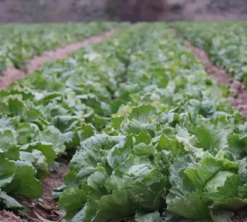 pexelscapra9848802710584533 Estados Unidos vincula brote de ciclosporiasis a lechuga mexicana de Taylor Farms | casos de diarrea en Estados Unidos