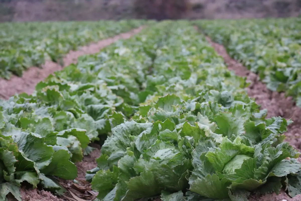 pexelscapra9848802710584533 Estados Unidos vincula brote de ciclosporiasis a lechuga mexicana de Taylor Farms | casos de diarrea en Estados Unidos