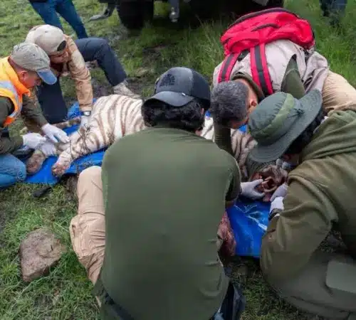 tigre kenzo Murió el tigre de bengala blanco Kenzo tras operativo de rescate | A team of field workers in outdoor gear tends to a tiger lying on a blue tarp on grass performing medical care outdoors