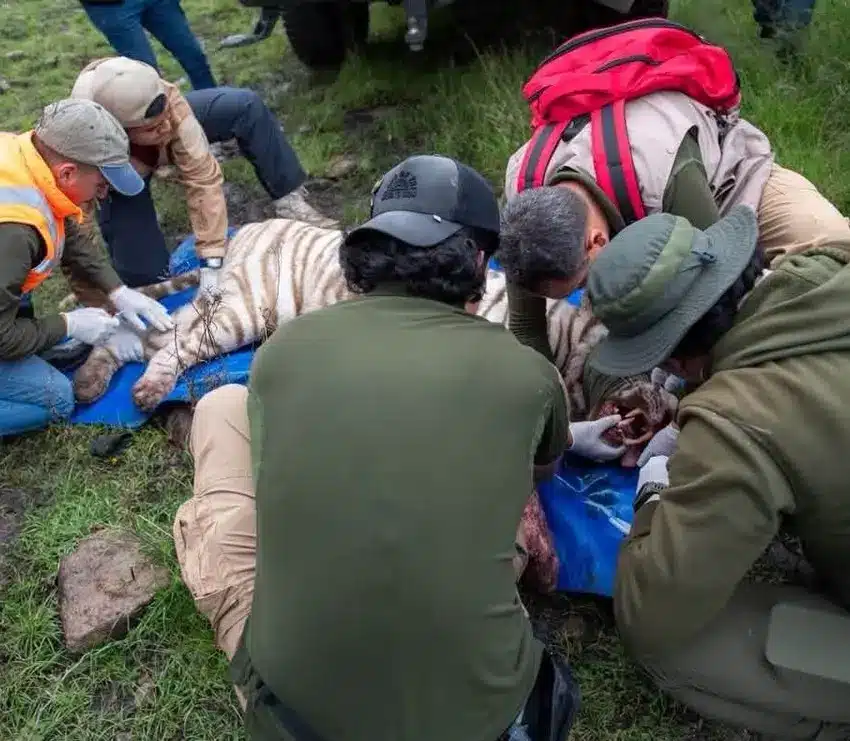 tigre kenzo Murió el tigre de bengala blanco Kenzo tras operativo de rescate | A team of field workers in outdoor gear tends to a tiger lying on a blue tarp on grass performing medical care outdoors