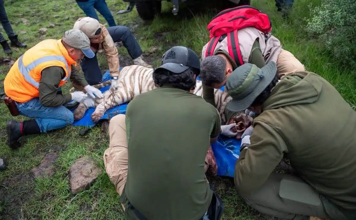 tigre kenzo Murió el tigre de bengala blanco Kenzo tras operativo de rescate |