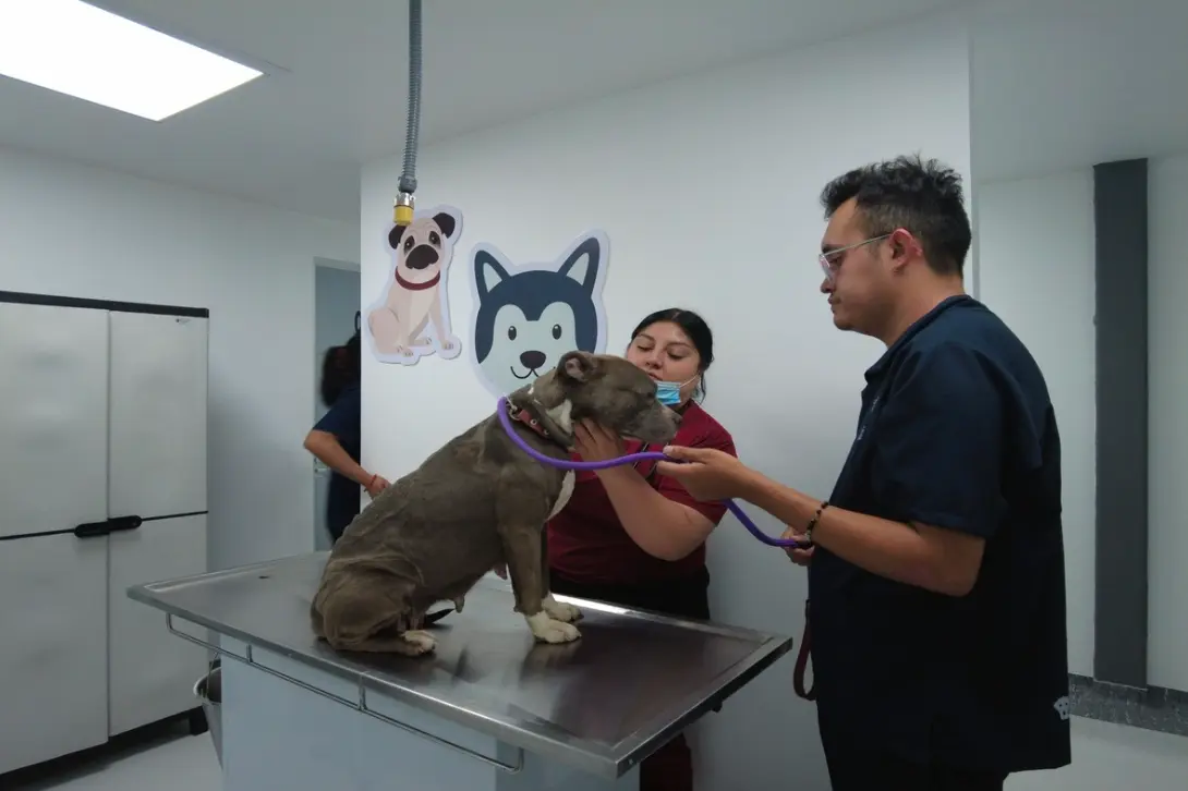 Hospital veterinario Hospital veterinario público en CDMX atenderá mascotas las 24 horas | Dog sits on stainless steel exam table in a veterinary clinic while a nurse or technician holds its purple leash and a vet or staff assists nearby with dog decals on the wall in the background