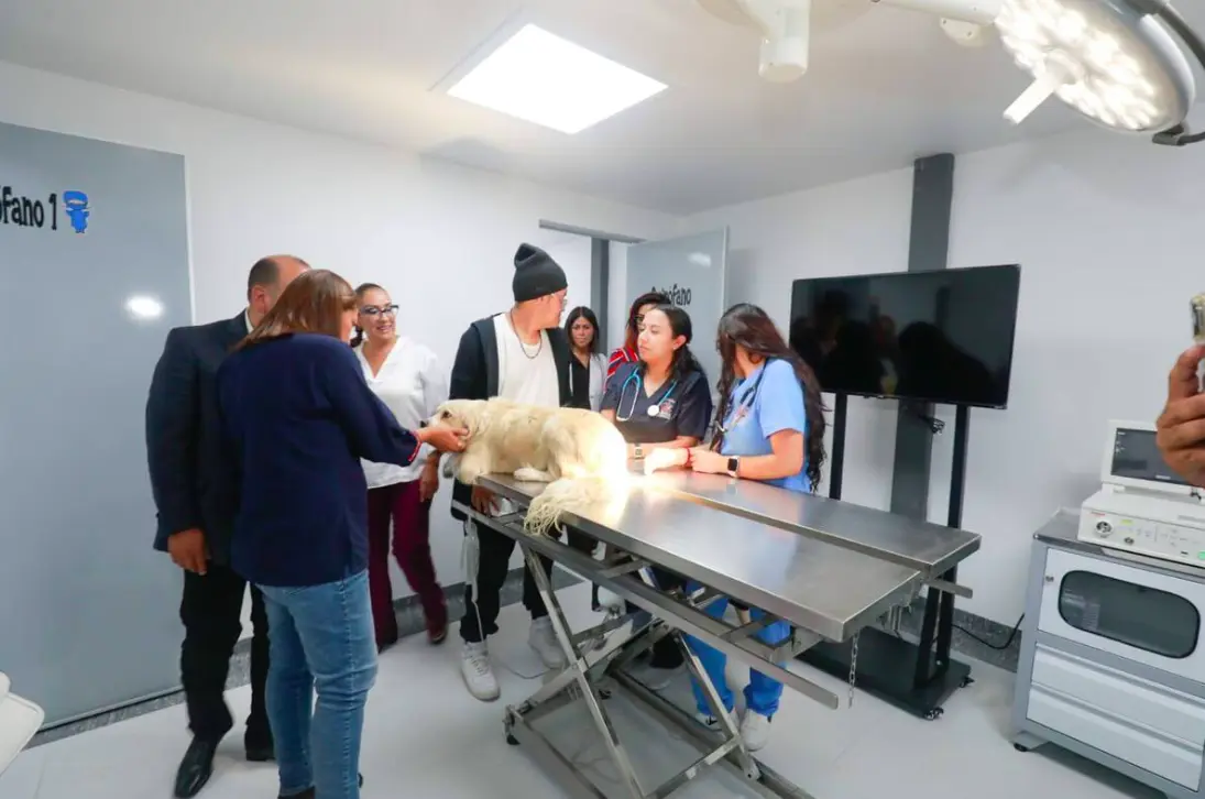 Hospital veterinario 2 Hospital veterinario público en CDMX atenderá mascotas las 24 horas | Veterinary team gathers around a dog on an operating table in a bright clinic setting