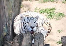 Llega pareja de tigres bancos al zoológico Parque del Pueblo de Neza