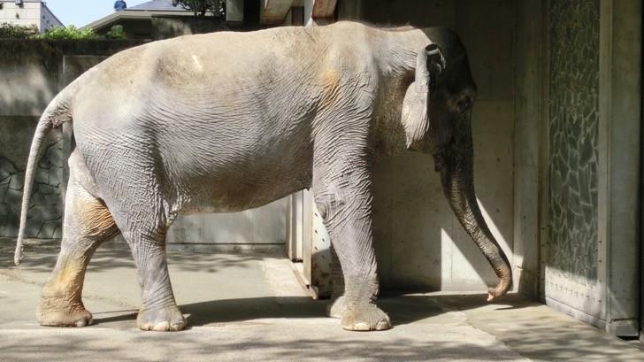 La elefanta más triste del mundo murió a sus 69 años encerrada en una jaula de concreto