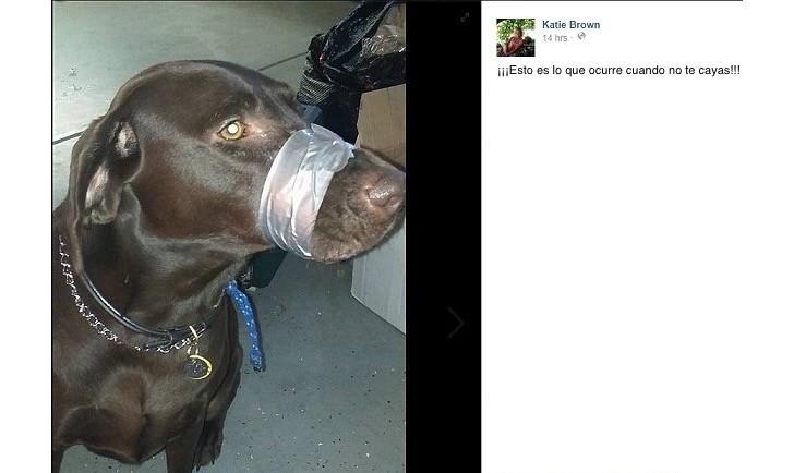 Tapó el hocico de su perro con cinta adhesiva, luego fue condenada por crueldad animal