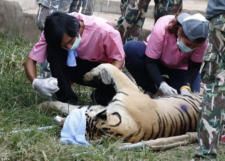 Encontraron 40 tigres cachorros muertos en un refrigerador del Templo del Tigre