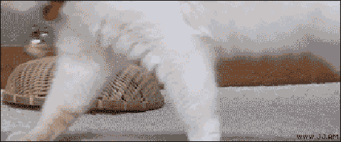 En esta imagen hay un gato escondido a simple vista. Directamente frente a ti, ¿lo puedes encontrar?