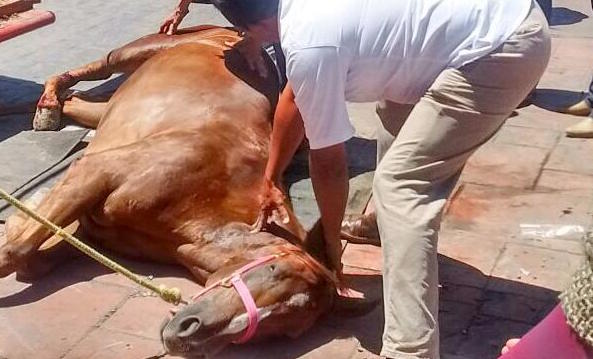 Yegua muere al ser atropellada frente al Palacio de Gobierno en Toluca