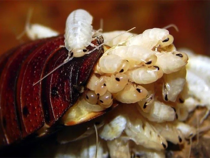 La leche de cucaracha podría ser la solución a la crisis alimentaria mundial. Y no es broma