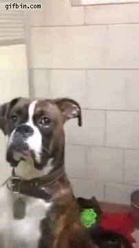 ¿Ya los conociste? Estos son los 15 perros Bóxer más graciosos que verás en tu vida