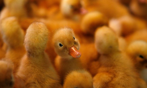 Estudio revela que los patitos aprenden el pensamiento abstracto a las horas de haber nacido