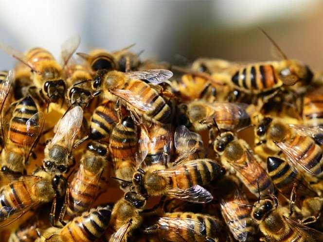 Abejas atacan a grupo de personas en Acapulco; hay 20 heridos