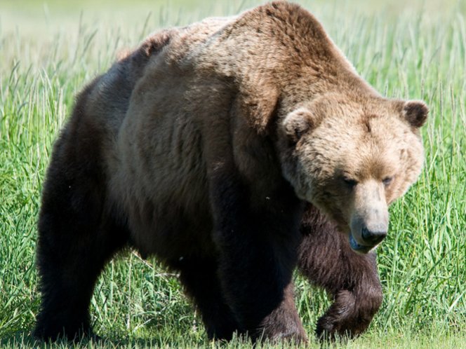 Osa parda ataca a guías de excursionistas en Alaska