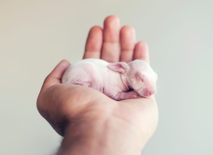 Para celebrar la vida, él realizó una adorable sesión de fotos con su conejo bebé