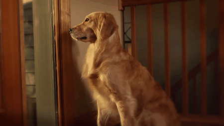 Existe un dispositivo que te permite tener videollamadas con tus mascotas cuando estás lejos