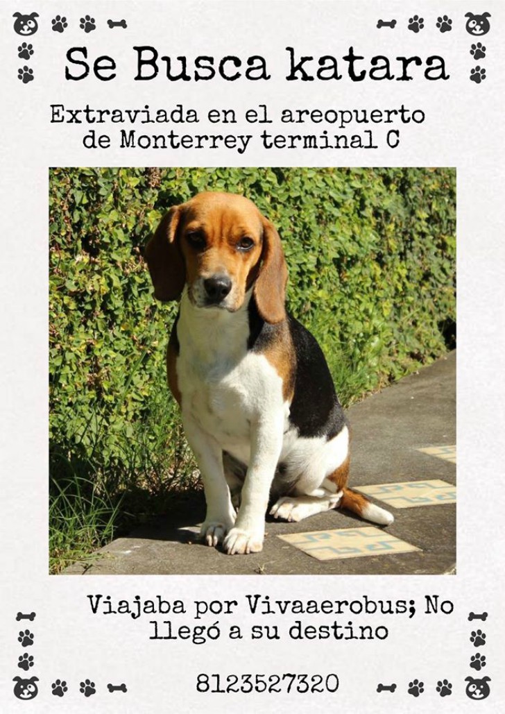 Viajaban con su perra y la aerolínea la perdió. La excusa que les dieron enfureció a toda la familia